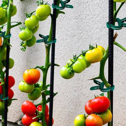 Cleme, Suporturi, Cleme pentru plante, set 20 buc